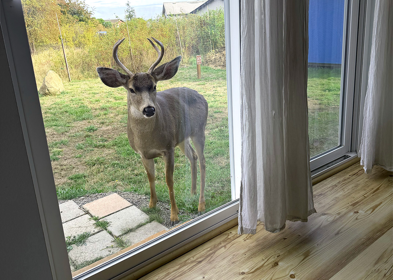 A stag gazes through a sliding glass door into the great room at 2610 Sheridan